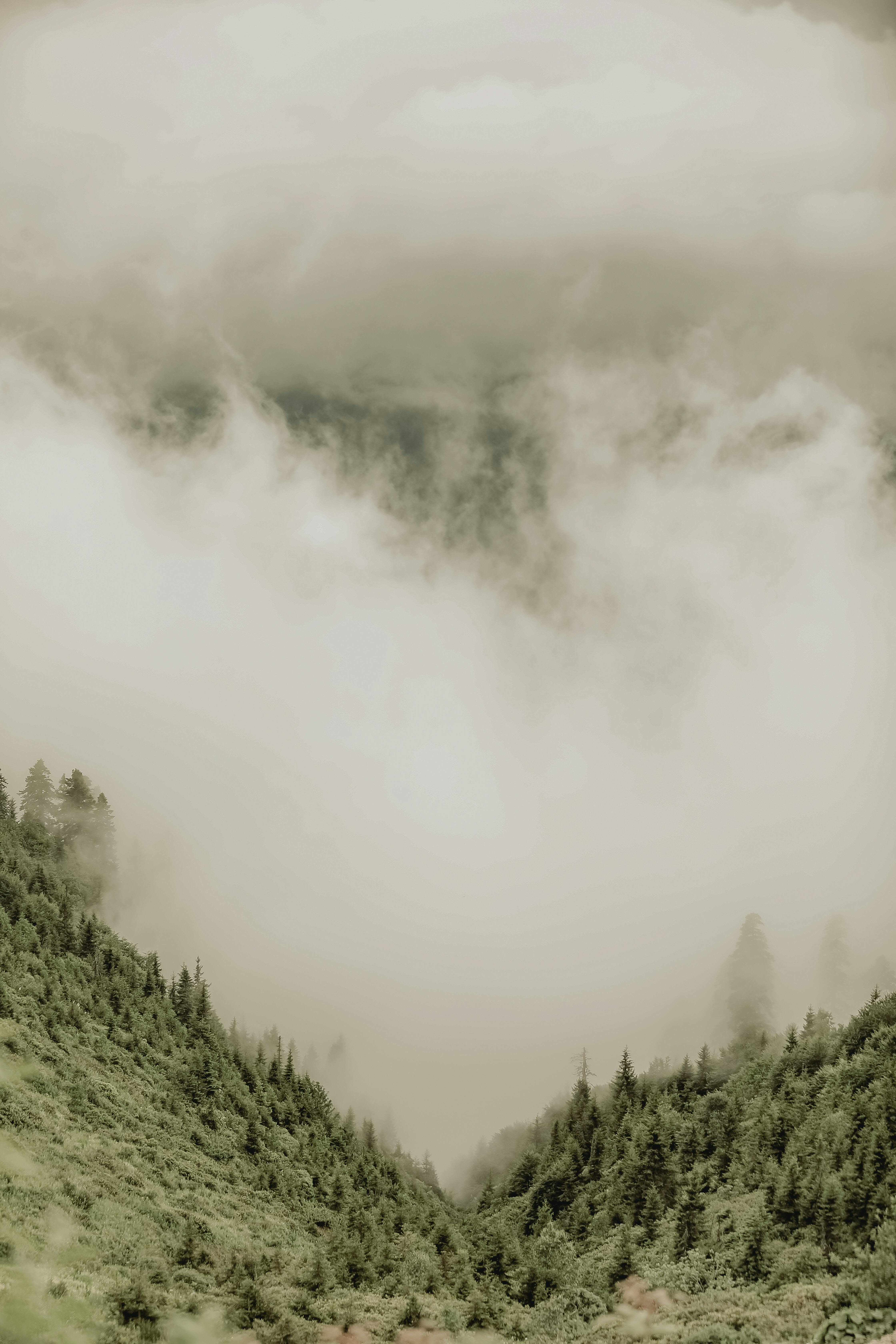 A serene view of a fog-covered forest valley, encapsulating nature's mystique and tranquility.