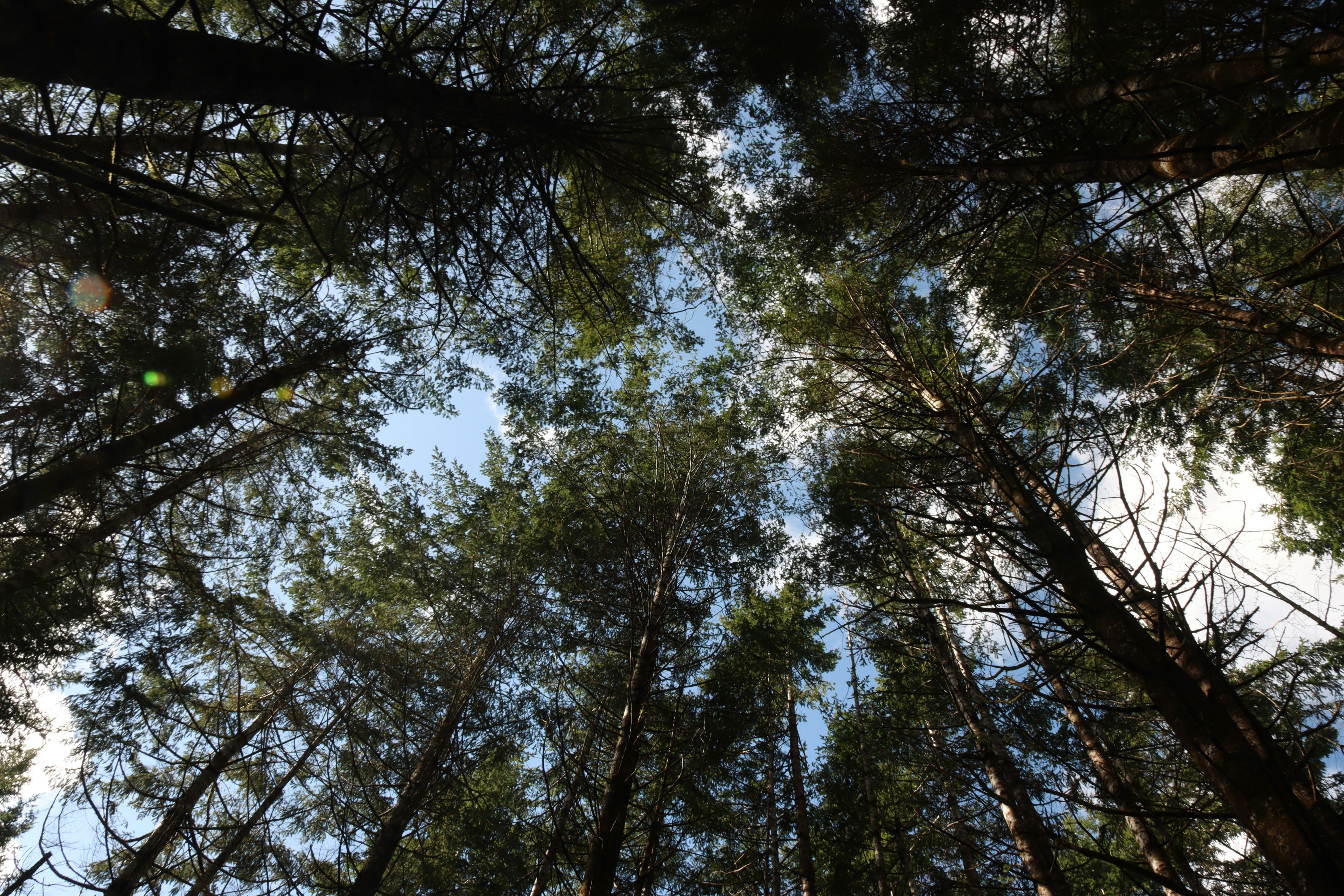 looking up at the tops of tall pine trees